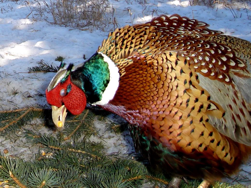 SW Minnesota Pheasant pics 02-15-09 | Ultimate Pheasant Hunting Forums